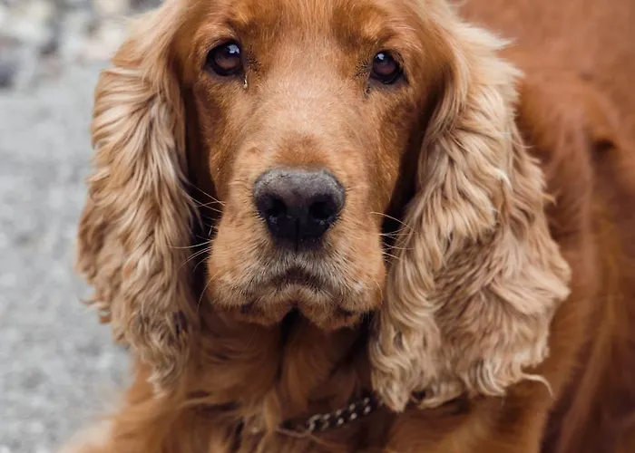 Bed & Breakfast Fabiola